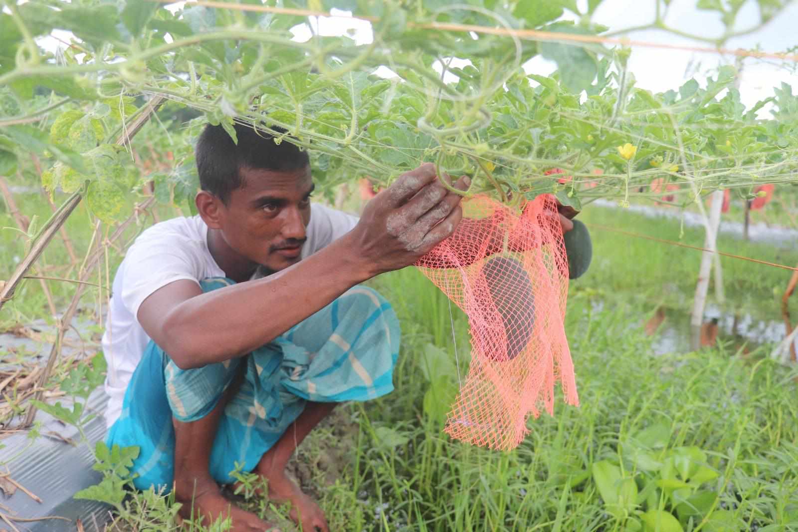তরমুজ চাষে শাহীনের মুখে হাসি