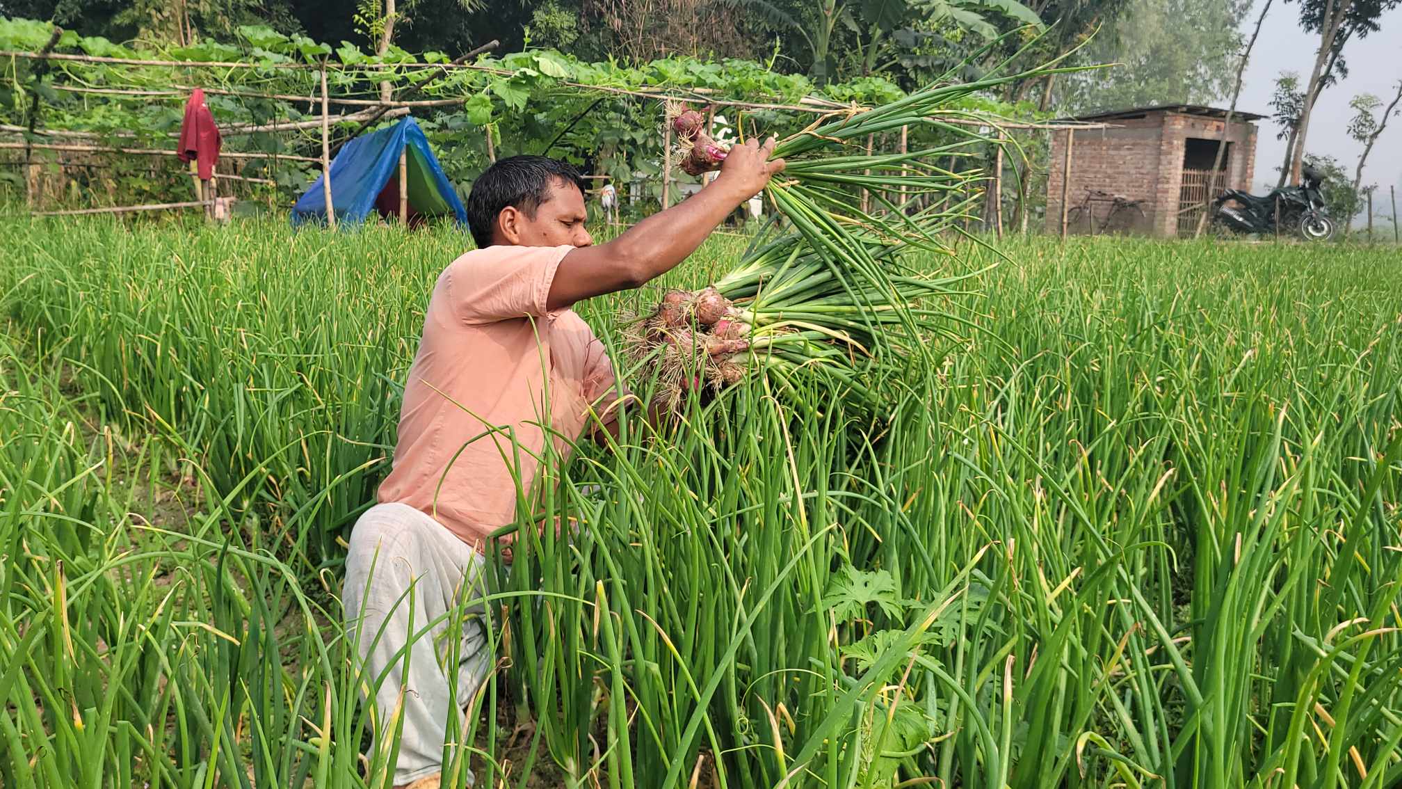 গ্রীষ্মকালিন পেঁয়াজের বাম্পার ফলন, দাম পেয়ে খুশি কৃষকরা