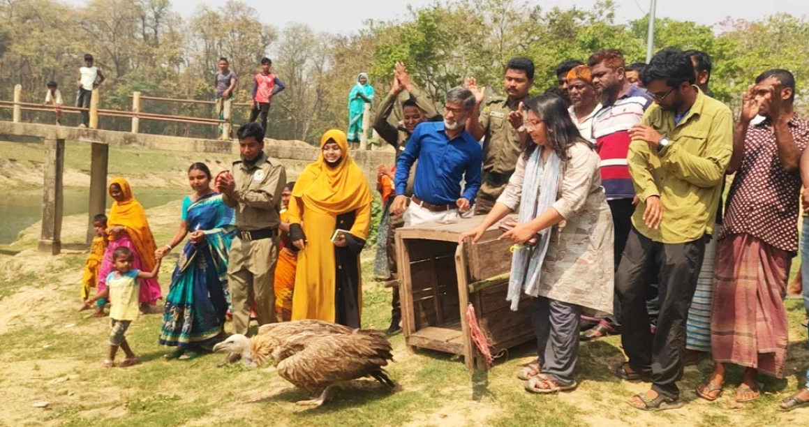 বীরগঞ্জে চিকিৎসা শেষে আকাশে ডানা মেলল ৮ শকুন