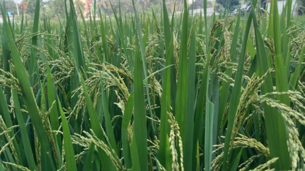 বীরগঞ্জে রোপা আমনের বাম্পার ফলনের সম্ভাবনা
