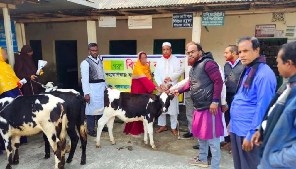 বাছুর দেওয়ার কথা বলে ফটোসেশন করা হয়। ছবি: সংগৃহীত
বাছুর দেওয়ার ফটোসেশন করে খিচুড়ির প্যাকেট ধরিয়ে দিলো এনজিও