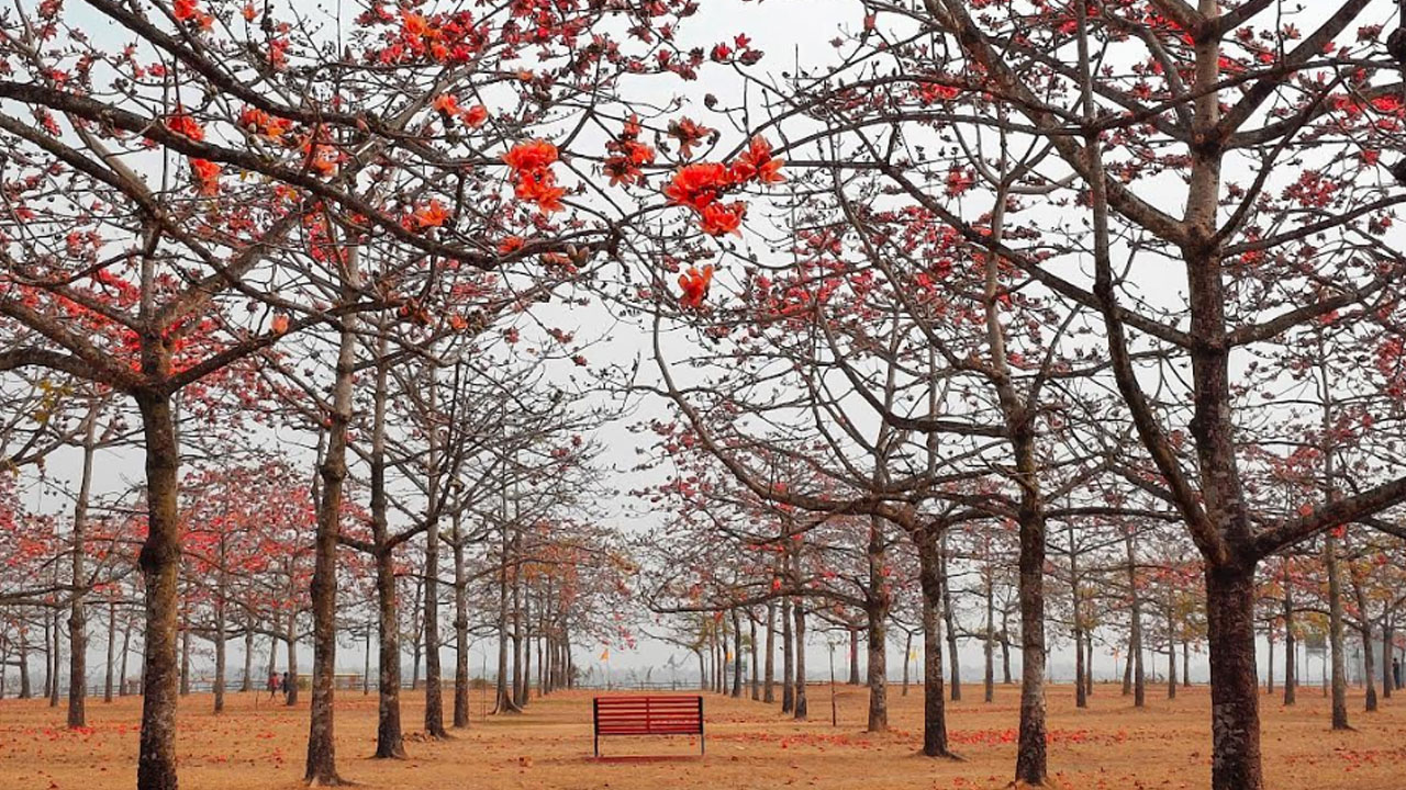 শিমুল বাগানে বসন্তের রঙ, ভালোবাসার উচ্ছ্বাস