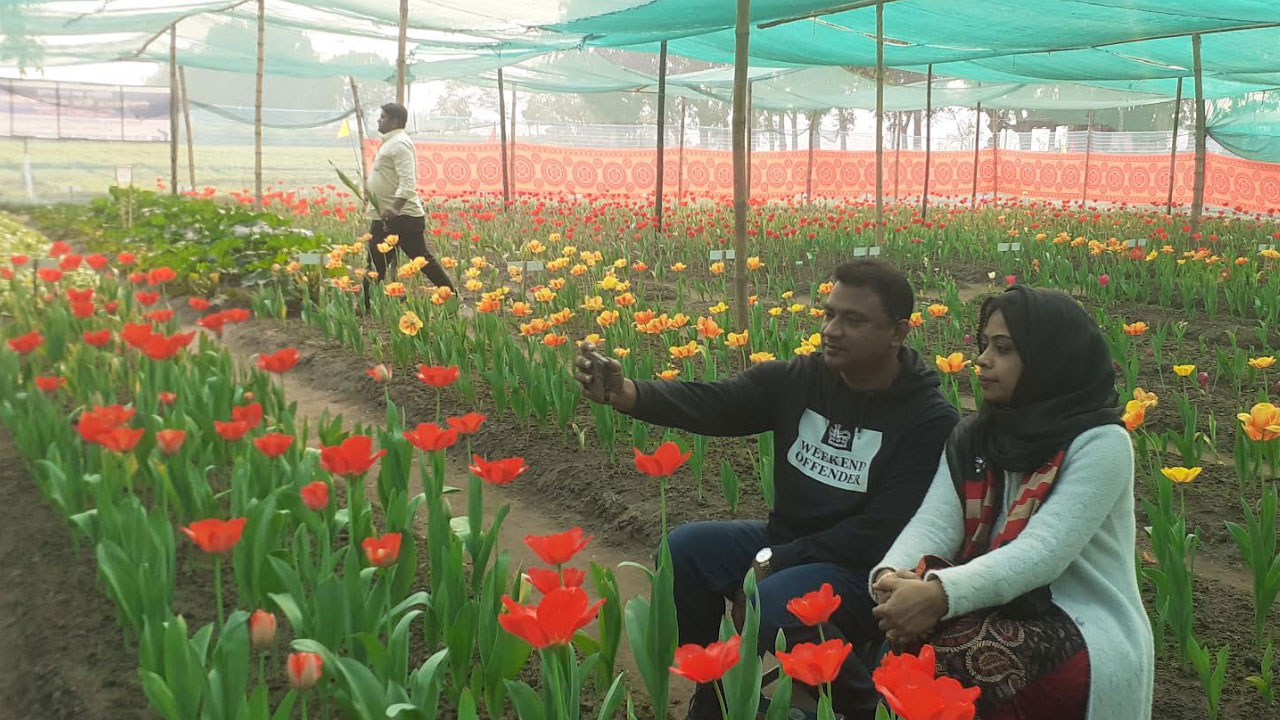 পঞ্চগড়ের টিউলিপ বাগানে বসন্তের ছোঁয়া