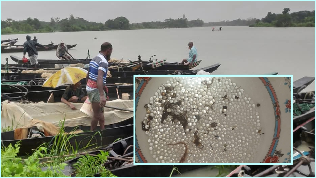 ভারী বৃষ্টি আর পাহাড়ি ঢলে হালদায় ডিম ছেড়েছে মা মাছ